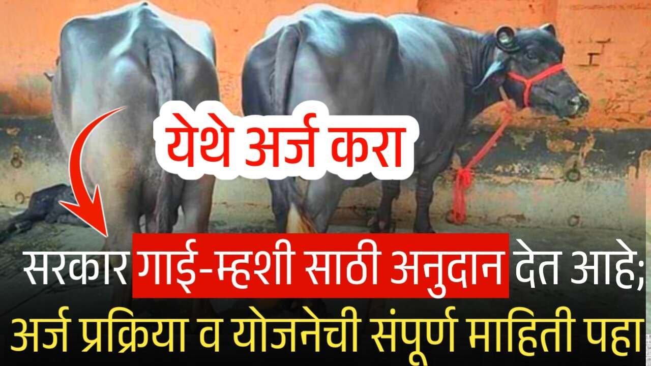सरकार गाई-म्हशी साठी अनुदान देत आहे; जाणून घ्या योजनेची संपूर्ण माहिती Gay Mahis Anudan List