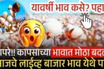 बापरे!! कापसाच्या भावात मोठा बदल; आजचे महाराष्ट्रातील लाईव्ह बाजार भाव पहा Cotton Rate Today
