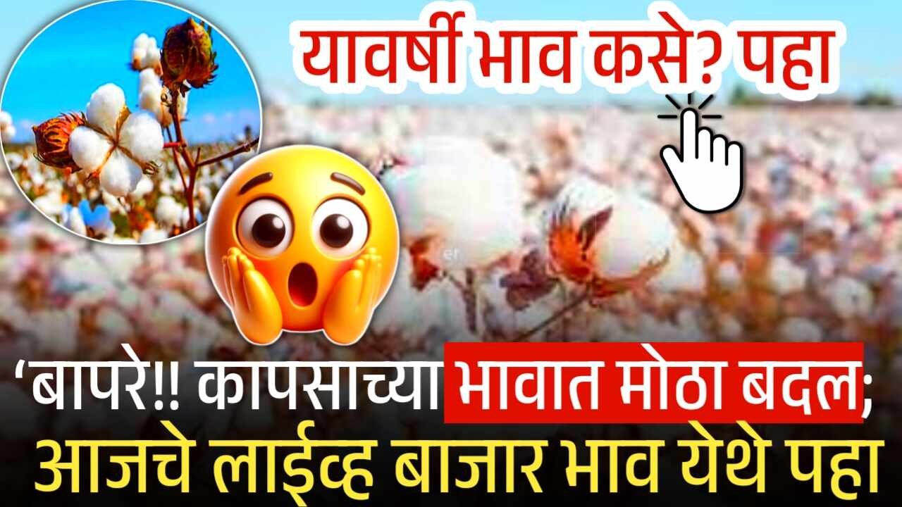 बापरे!! कापसाच्या भावात मोठा बदल; आजचे महाराष्ट्रातील लाईव्ह बाजार भाव पहा Cotton Rate Today